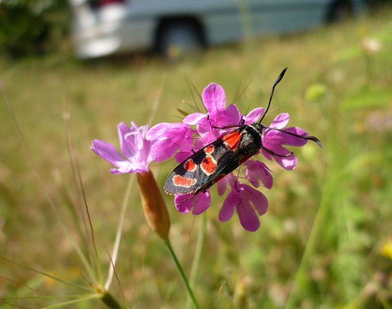 Zygaena carniolica?